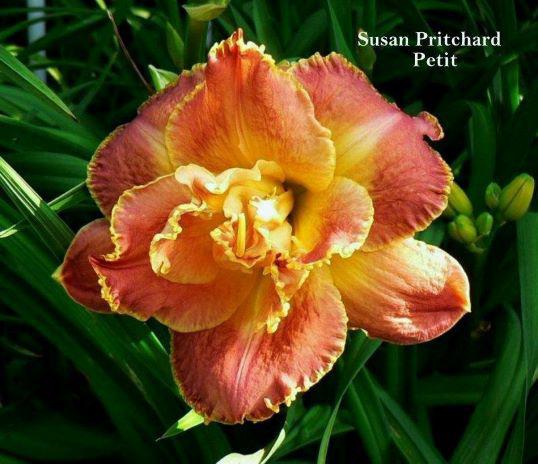 SUSAN PRITCHAR PET
